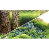 Baggrund til akvarium Scapers Hill og forest (50 cm høj) 100 cm