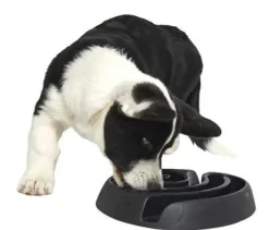Buster dogmaze (sort)