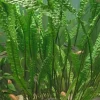 Cryptocoryne aponogetifolia (Hammerslået)