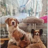 Cushion Krems fluffy rund hundeseng large mørkebrun