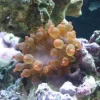 Entacmaea quadricolor Anemone Mix Farver