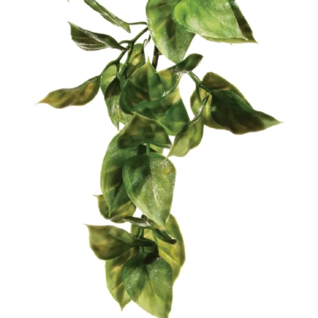 Exo Terra Amapallo medium