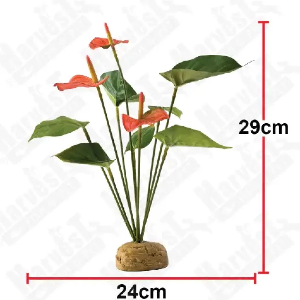 Exo Terra Anthurium bush