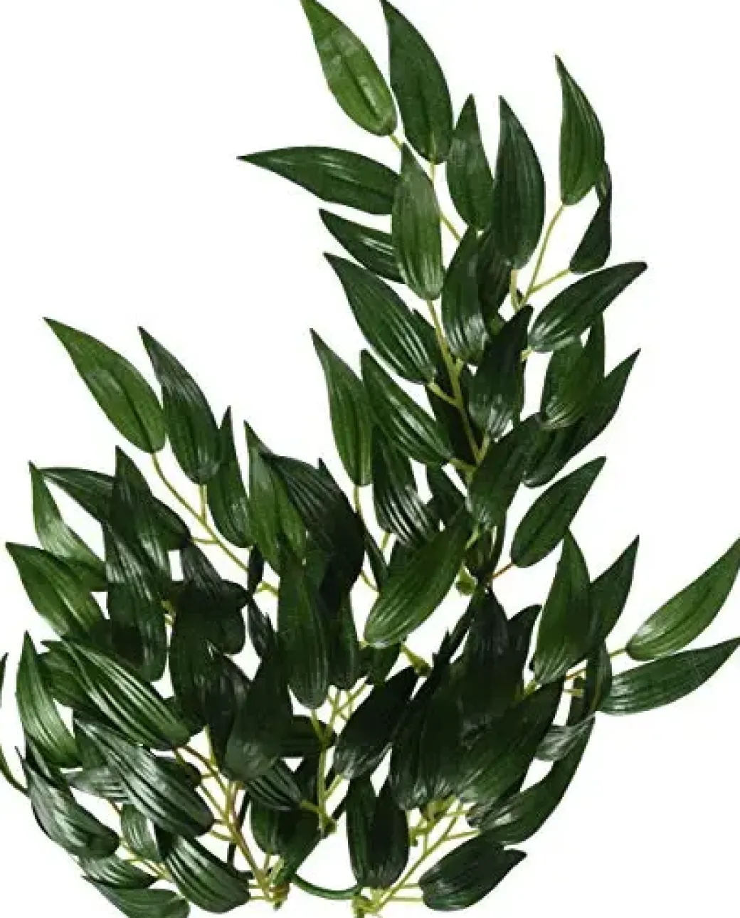 Exo Terra Ruscus medium