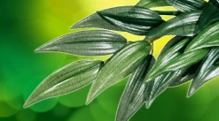 Exo Terra Ruscus stor