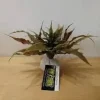 Exo Terra Star Cactus