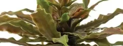 Exo Terra Star Cactus