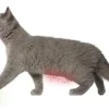 Feliway Classic diffusor med flaske 48 ml
