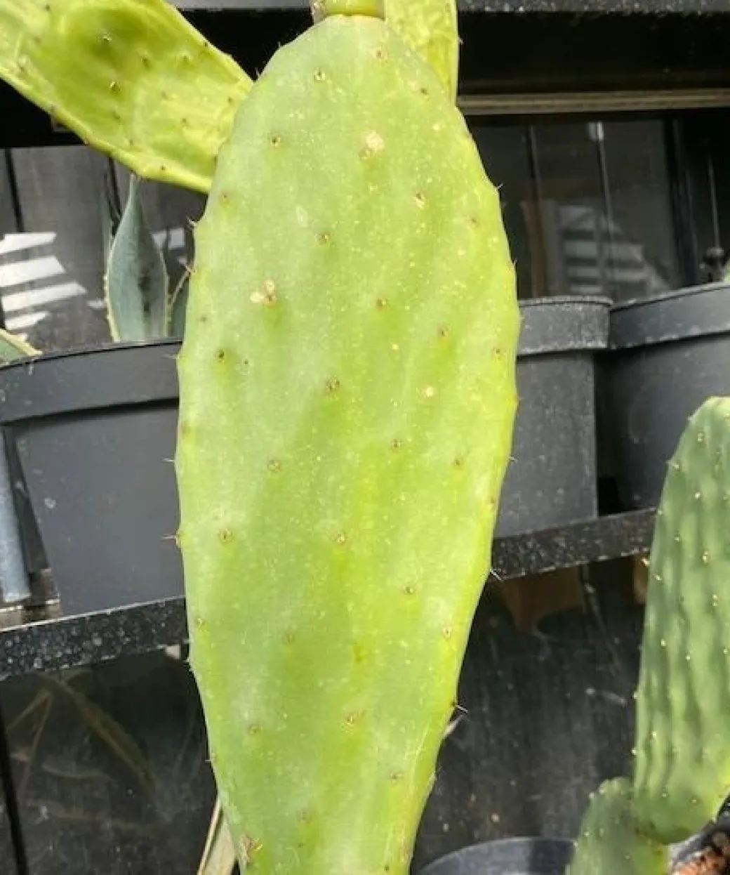 Figenkaktus til landskildpadder (Opuntia ficus indica)
