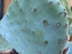 Figenkaktus til landskildpadder (Opuntia ficus indica)