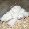 Frosne Fuzzie Rotte 15-30 g 1 stk