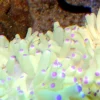 Grøn anemone (Heteractis malu)