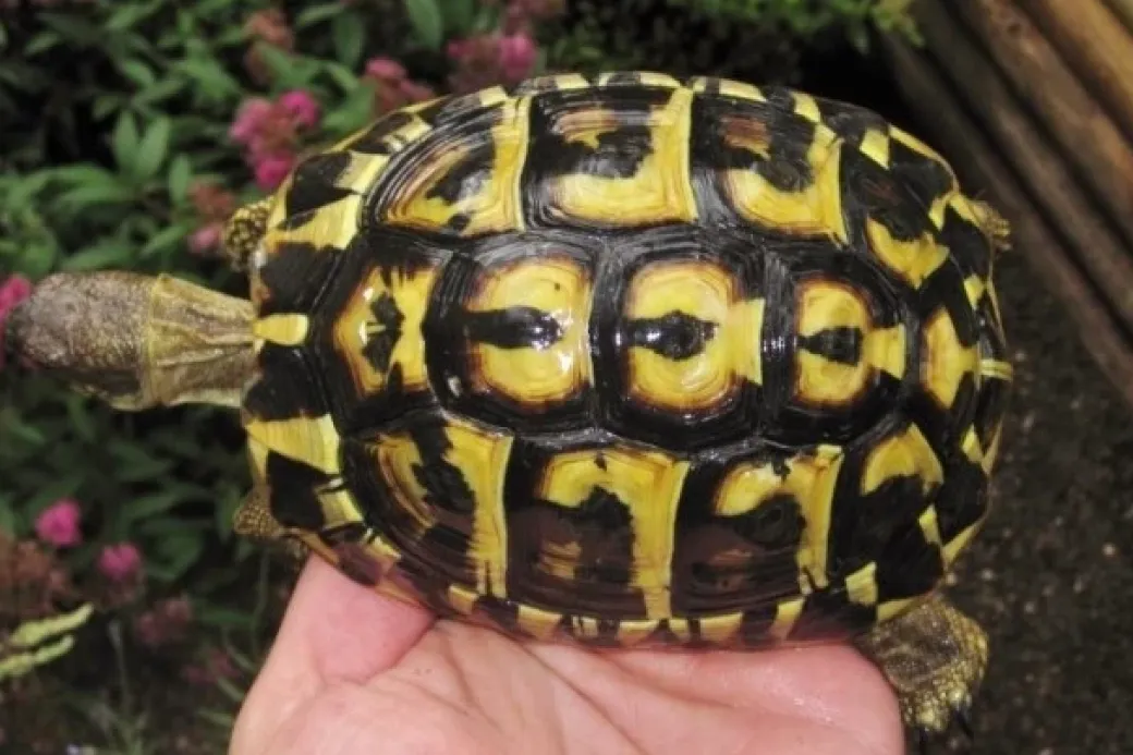 Græsk landskildpadde (Testudo Hermanni hermanni)