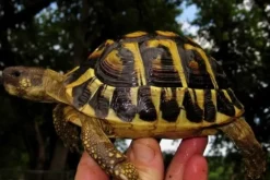 Græsk landskildpadde (Testudo Hermanni hermanni)