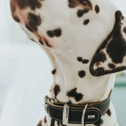 Hunter Aalborg Special hundehalsbånd Sort 50 - 36-44 cm