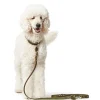 Hunter Aalborg Sport Oliven 32 hundehalsbånd - 24-29 cm