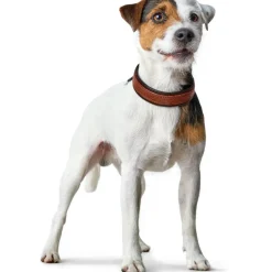 Hunter Cody 55 Cognac Mørkebrun hundehalsbånd - 42-48 cm