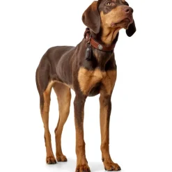 Hunter Cody 60 Cognac Mørkebrun hundehalsbånd - 46-52 cm