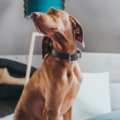 Hunter Cody 60 Mørkebrun Cognac hundehalsbånd - 46-52 cm