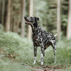 Hunter Divo hundesele L brun/grå just mave 72-100 cm - Kraftig støtte og tryg pasform