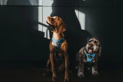 Hunter Divo hundesele L-XL lyseblå/grå just mave 79-107 cm - Sikker pasform og høj komfort