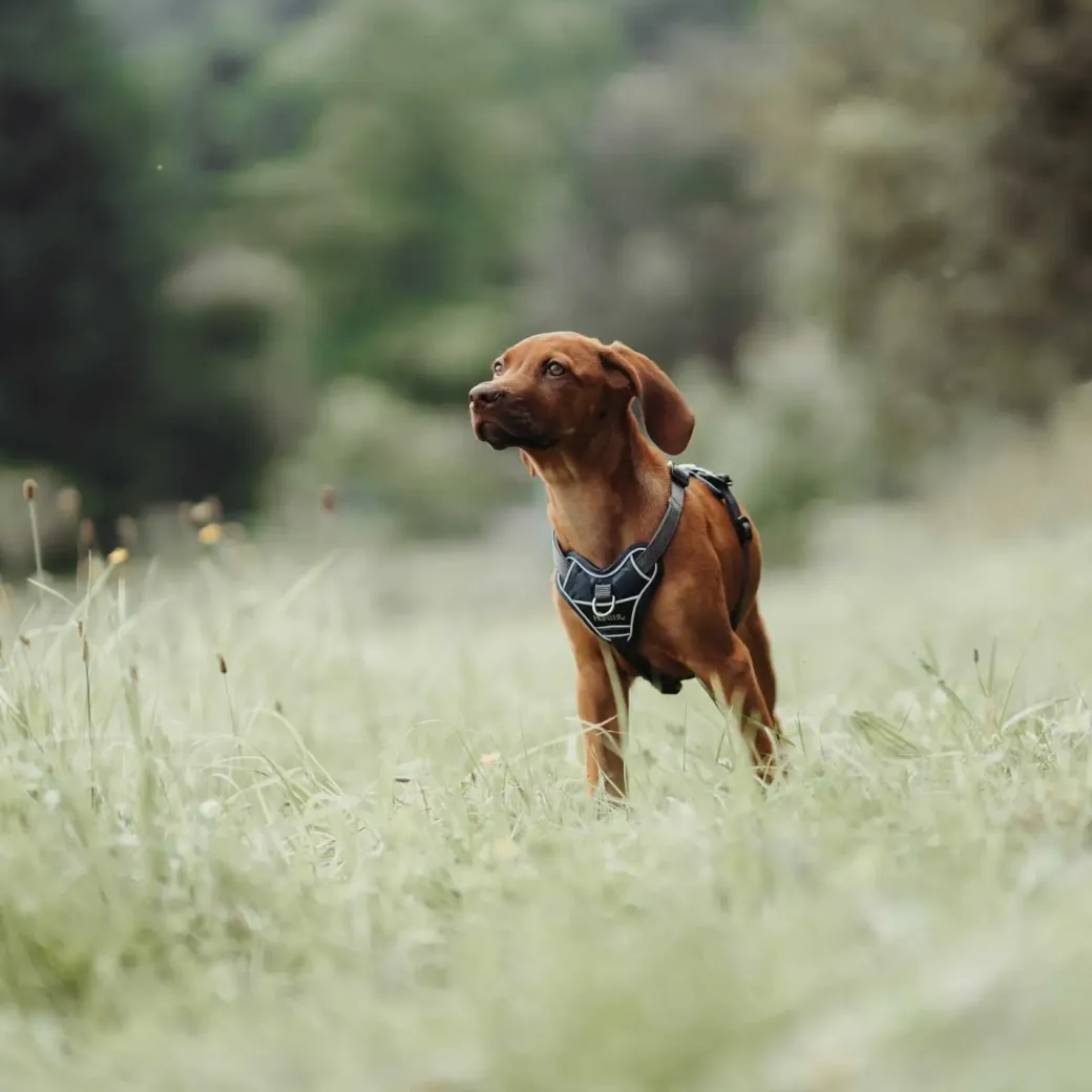 Hunter Divo hundesele S petrol/grå just mave 45-56 cm - Fleksibel kontrol og komfort i balance