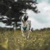 Hunter Divo hundesele XS lyseblå/grå just mave 34-47 cm - Let pasform og høj komfort