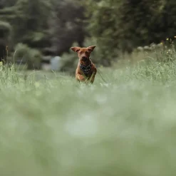 Hunter Divo hundesele XS petrol/grå just mave 34-47 cm - Stabil pasform og synlig sikkerhed