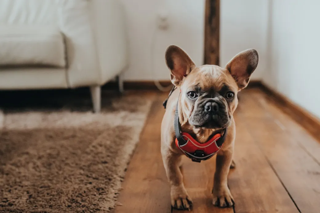 Hunter Divo hundesele XS rød/grå just mave 34-47 cm - Let pasform og tryg kontrol