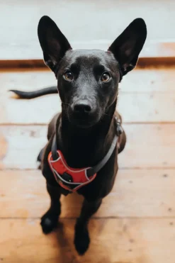 Hunter Divo hundesele XS rød/grå just mave 34-47 cm - Let pasform og tryg kontrol