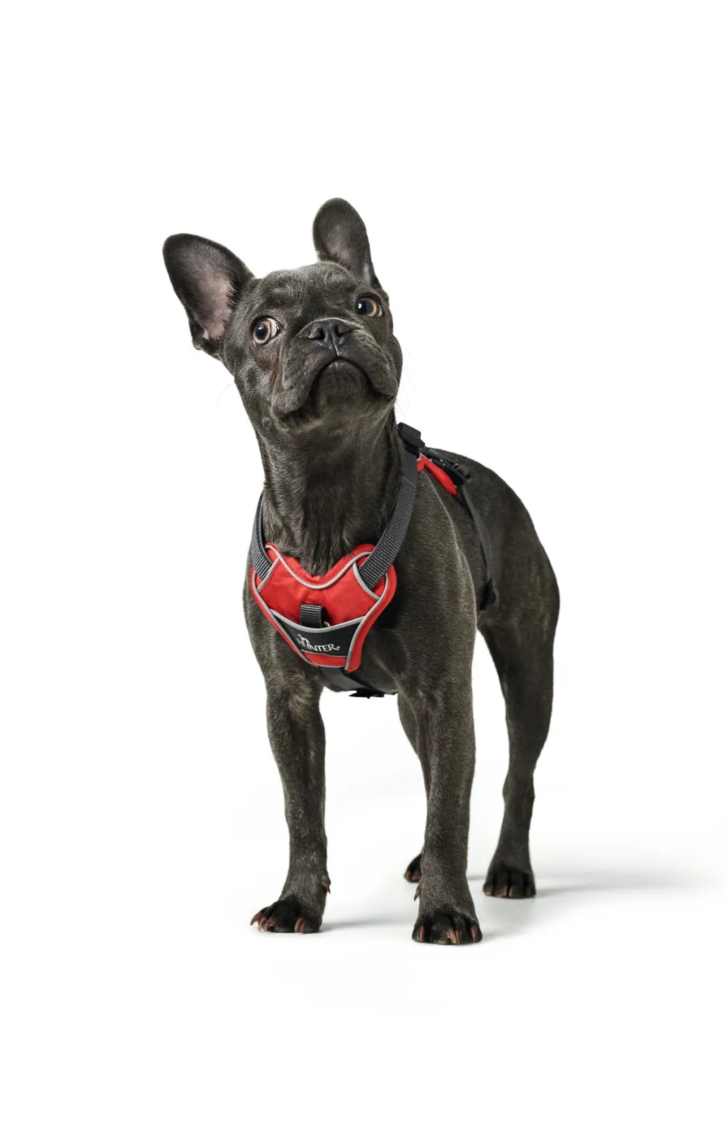 Hunter Divo hundesele XS rød/grå just mave 34-47 cm - Let pasform og tryg kontrol