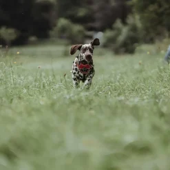Hunter Divo hundesele XS rød/grå just mave 34-47 cm - Let pasform og tryg kontrol