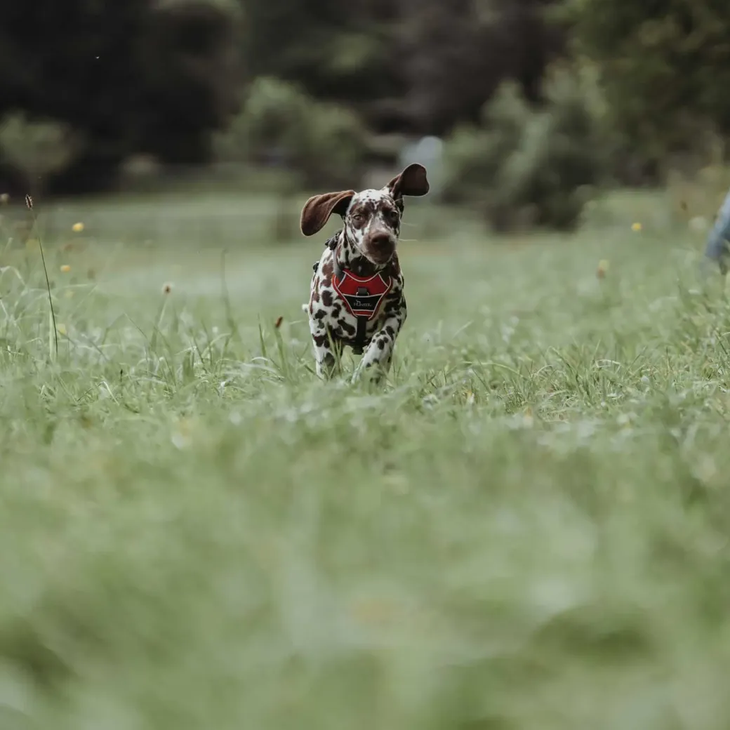 Hunter Divo hundesele XS rød/grå just mave 34-47 cm - Let pasform og tryg kontrol