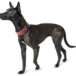 Hunter Halsbånd Divo L Rød/Grå - justerbart hundehalsbånd (45-55 cm, B 4,5 cm)