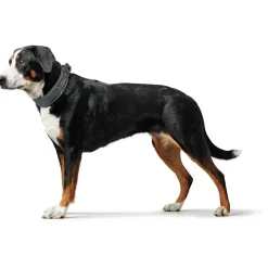 Hunter Halsbånd Divo XL Grå/Grå - justerbart hundehalsbånd (55-65 cm, B 5,5 cm)