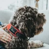 Hunter Halsbånd Divo XL Rød/Grå - justerbart hundehalsbånd (55-65 cm, B 5,5 cm)