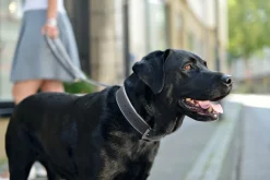 Hunter Hundehalsbånd læder Canada Elg Grå 35 - 24-30 cm