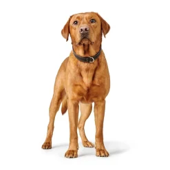 Hunter Hundehalsbånd læder Canada Elg Str.30 Sort/Cognac - 21-25 cm