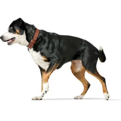 Hunter Hundehalsbånd læder Canada Elg Str.35 Cognac/Sort - 24-30 cm