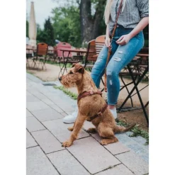 Hunter Hundesele Aalborg cognac S-M/1 - Bryst/hals 44-56 cm