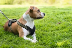 Hunter hundesele Neopren Oliven XL længde 73-94 cm 2,5 cm - blød og stabil komfort