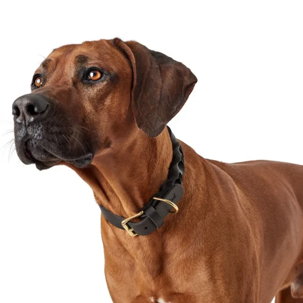 Hunter Sansibar Solid 40 Hundehalsbånd i læder - 30-36 cm