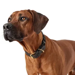Hunter Sansibar Solid 55 Hundehalsbånd i læder - 43-49 cm