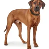Hunter Sansibar Solid 65 Hundehalsbånd i læder - 52-59 cm