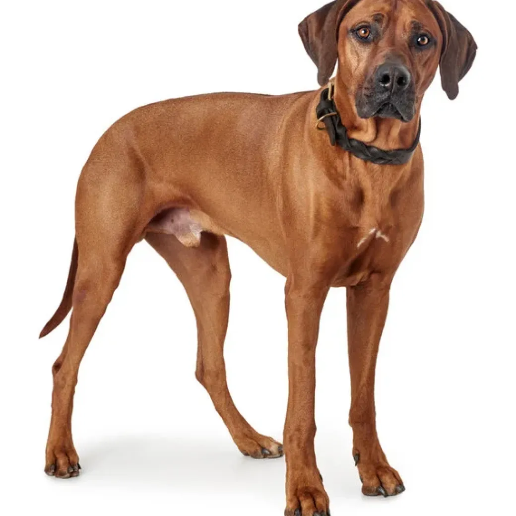 Hunter Sansibar Solid 65 Hundehalsbånd i læder - 52-59 cm