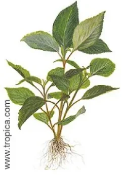 Hygrophila corymbosa.