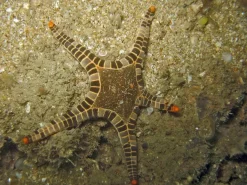Ikon Søstjerne (Iconaster longimanus)