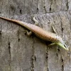 Javan emerald Treeskink(Dasia olivacea)