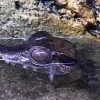Kilehovedet Dværg kaiman (Paleosuchus Trigonatus)