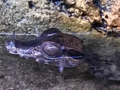 Kilehovedet Dværg kaiman (Paleosuchus Trigonatus)
